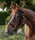 Waldhausen Fliegenfransen Salon Schwarz Pony Fliegenschutz Halfter